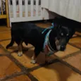 Benny