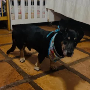 Cachorro raça SRD-ViraLata idade 6 ou mais anos nome Benny