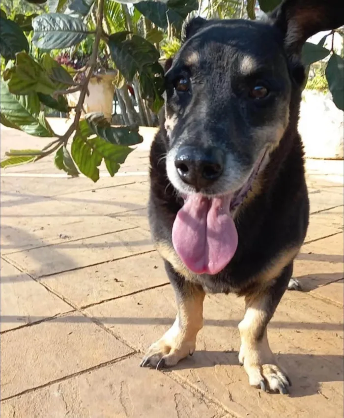 Cachorro ra a SRD-ViraLata idade 6 ou mais anos nome Benny