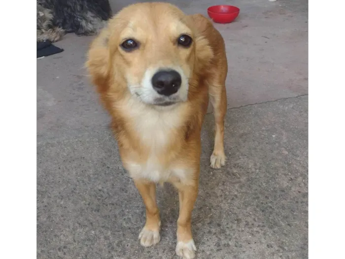 Cachorro ra a SRD-ViraLata idade 1 ano nome Liz