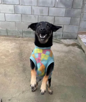 Cachorro raça SRD-ViraLata idade 2 anos nome Joaninha