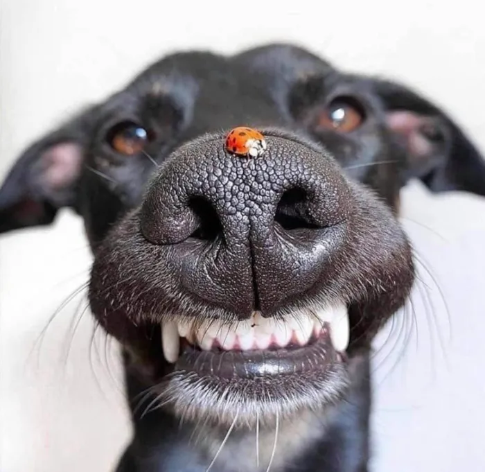 Cachorro ra a SRD-ViraLata idade 2 anos nome Joaninha
