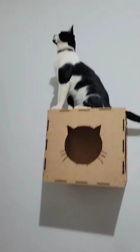 Gato ra a SRD-ViraLata idade 7 a 11 meses nome THOMAZ