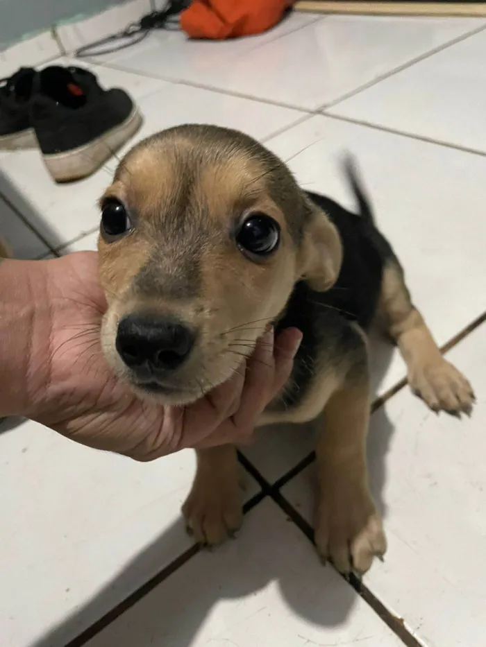Cachorro ra a SRD-ViraLata idade Abaixo de 2 meses nome Sem Nome