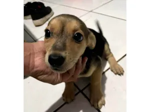 Cachorro raça SRD-ViraLata idade Abaixo de 2 meses nome Sem Nome