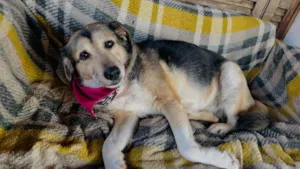 Cachorro raça SRD-ViraLata idade 6 ou mais anos nome Inês 