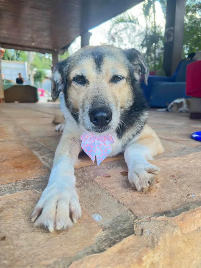 Cachorro ra a SRD-ViraLata idade 6 ou mais anos nome Inês 