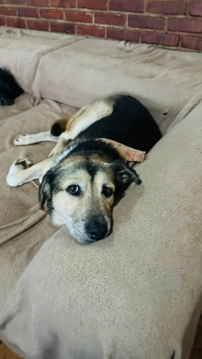 Cachorro ra a SRD-ViraLata idade 6 ou mais anos nome Inês 