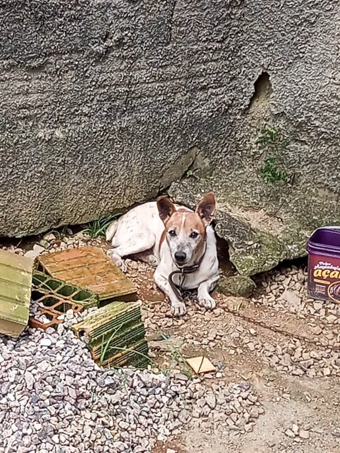 Cachorro ra a SRD-ViraLata idade 6 ou mais anos nome Rabito