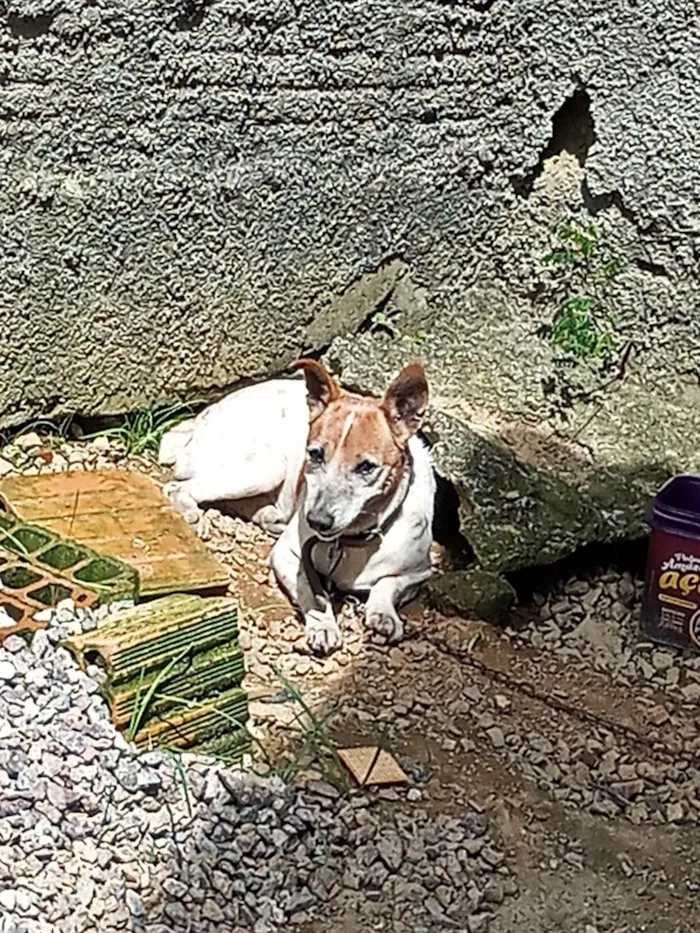 Cachorro ra a SRD-ViraLata idade 6 ou mais anos nome Rabito
