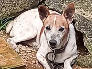 Cachorro raça SRD-ViraLata idade 6 ou mais anos nome Rabito