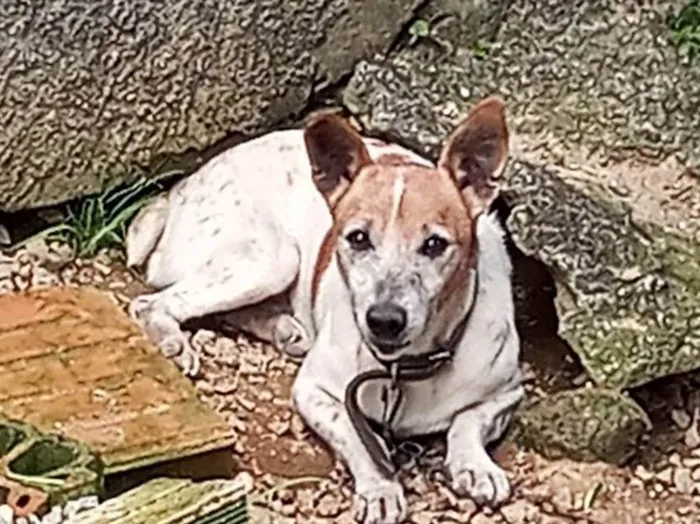 Cachorro ra a SRD-ViraLata idade 6 ou mais anos nome Rabito