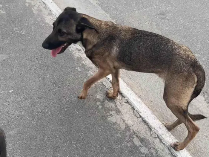 Cachorro ra a SRD-ViraLata idade 1 ano nome Monique 