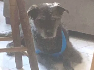 Cachorro raça SRD-ViraLata idade 6 ou mais anos nome Kuro