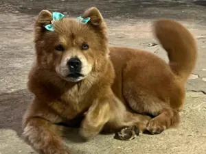 Cachorro raça Chow Chow idade 2 anos nome Sky