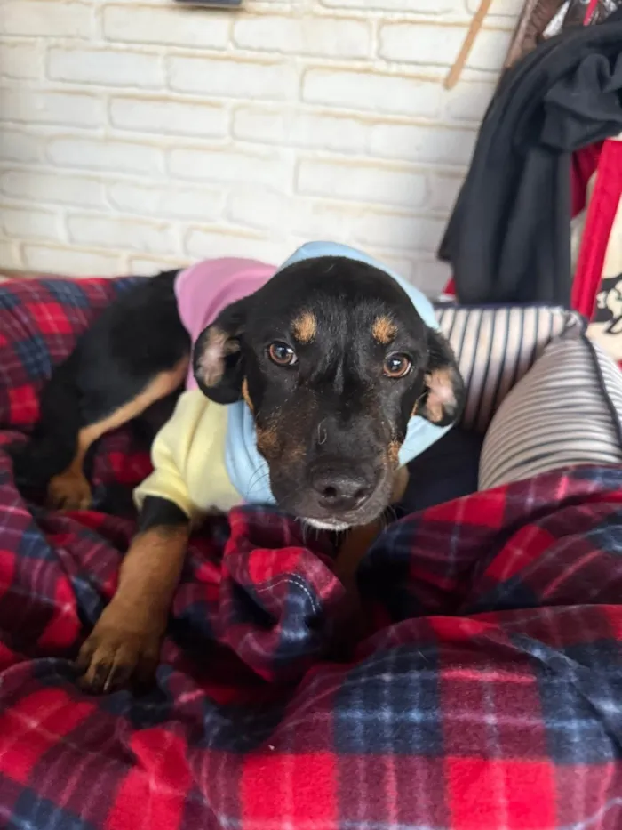 Cachorro ra a SRD-ViraLata idade 2 a 6 meses nome Zoe