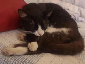 Gato raça SRD-ViraLata idade 7 a 11 meses nome Luna