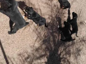 Cachorro raça SRD-ViraLata idade 2 a 6 meses nome Bruno