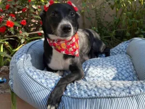 Cachorro raça SRD-ViraLata idade 3 anos nome Juliana
