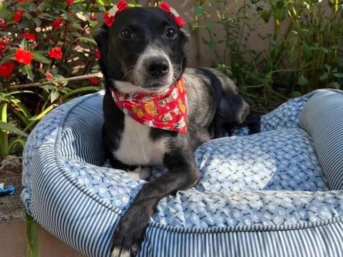 Cachorro ra a SRD-ViraLata idade 3 anos nome Juliana