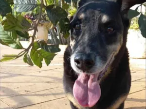 Cachorro raça SRD-ViraLata idade 6 ou mais anos nome Benny
