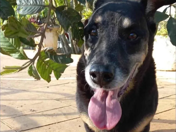 Cachorro ra a SRD-ViraLata idade 6 ou mais anos nome Benny