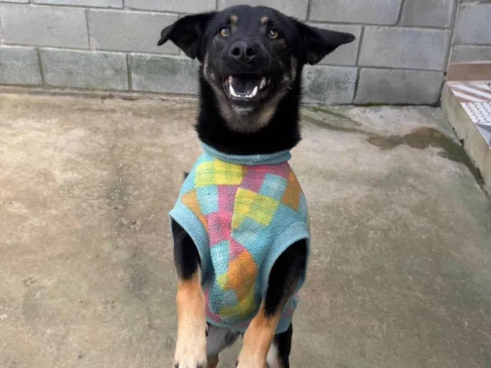 Cachorro ra a SRD-ViraLata idade 2 anos nome Joaninha