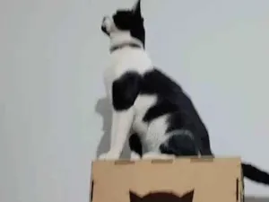 Gato raça SRD-ViraLata idade 7 a 11 meses nome THOMAZ
