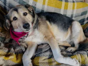 Cachorro raça SRD-ViraLata idade 6 ou mais anos nome Inês 