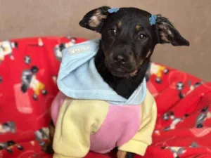 Cachorro raça SRD-ViraLata idade 2 a 6 meses nome Zoe