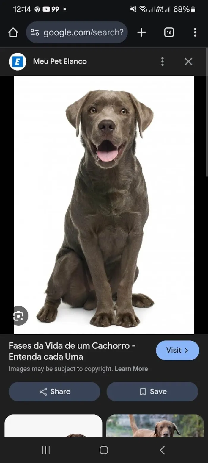 Cachorro ra a SRD-ViraLata idade 7 a 11 meses nome Savio De Assis Domingos 