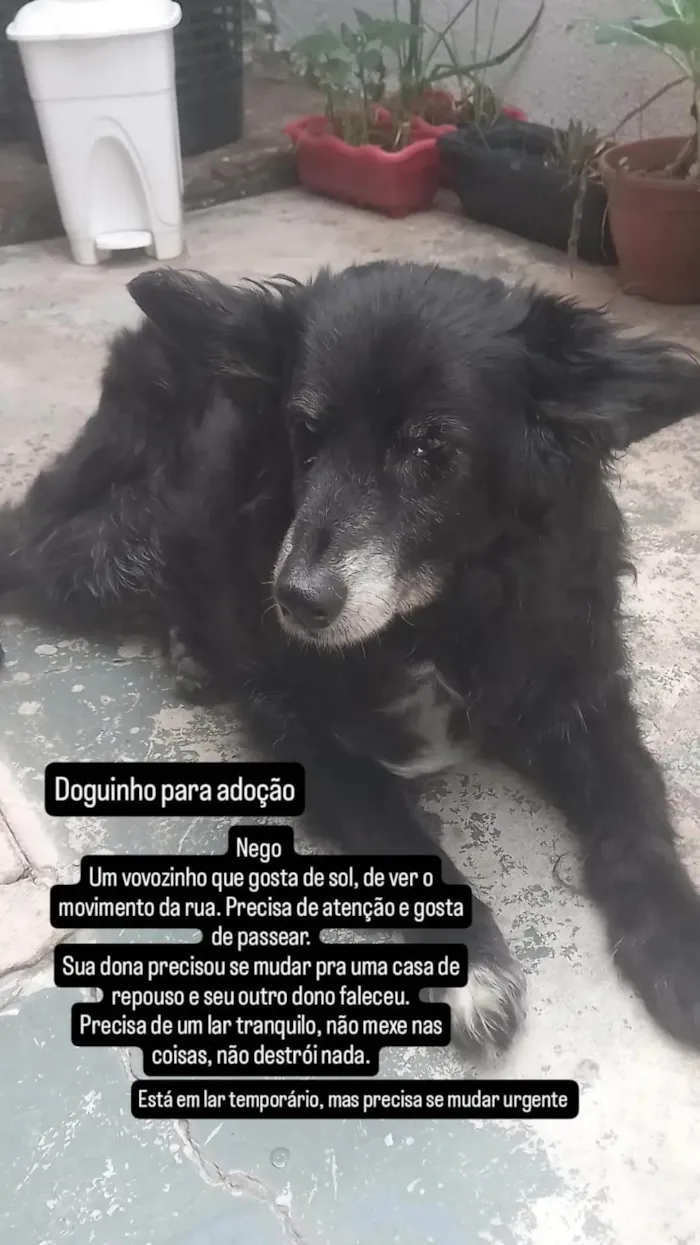 Cachorro ra a SRD-ViraLata idade 6 ou mais anos nome Nego
