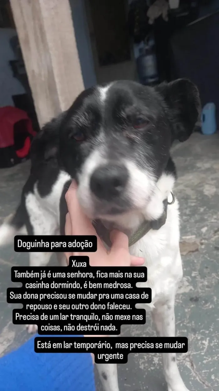 Cachorro ra a SRD-ViraLata idade 6 ou mais anos nome Xuxa