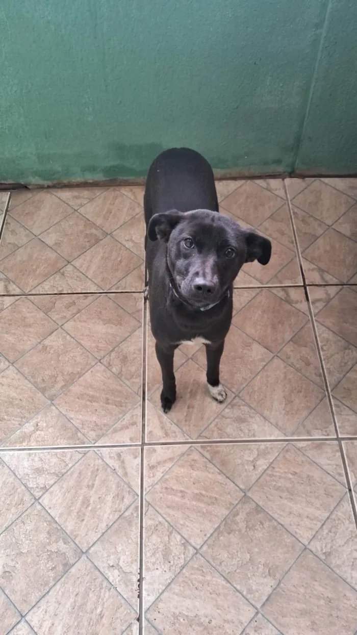 Cachorro ra a SRD-ViraLata idade 7 a 11 meses nome Luna