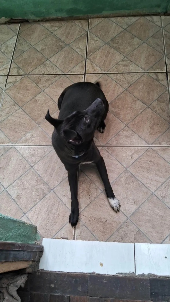 Cachorro ra a SRD-ViraLata idade 7 a 11 meses nome Luna