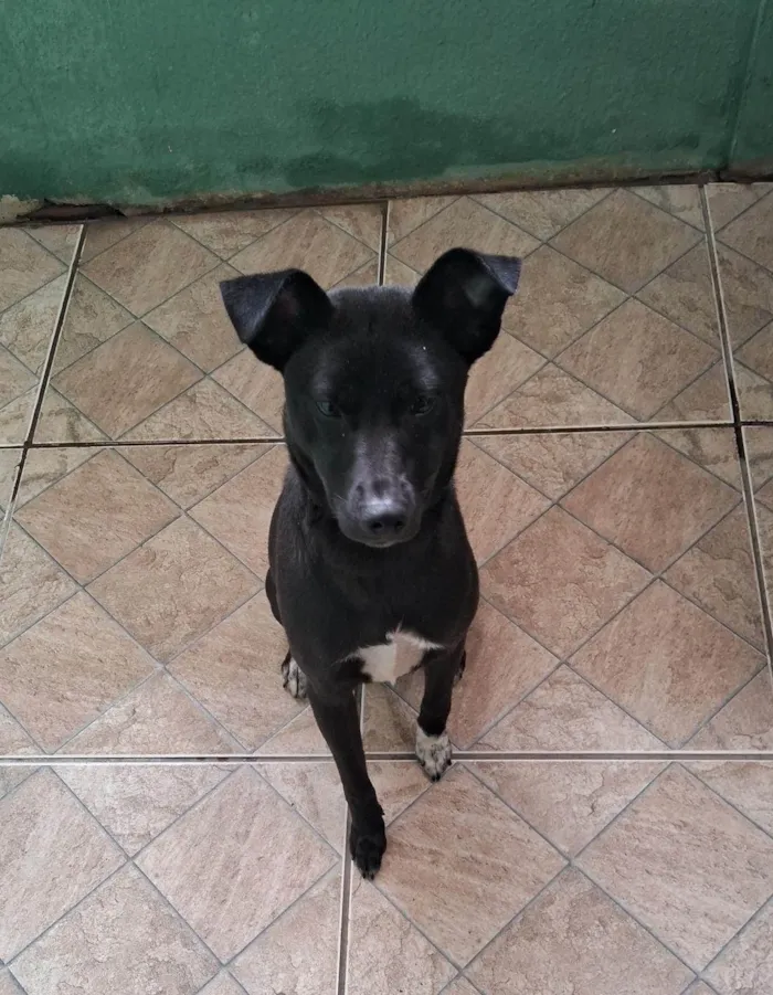 Cachorro ra a SRD-ViraLata idade 7 a 11 meses nome Luna