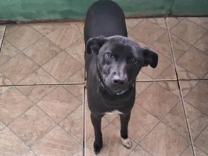 Cachorro raça SRD-ViraLata idade 7 a 11 meses nome Luna