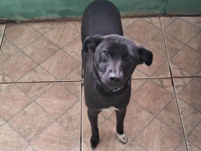 Cachorro ra a SRD-ViraLata idade 7 a 11 meses nome Luna