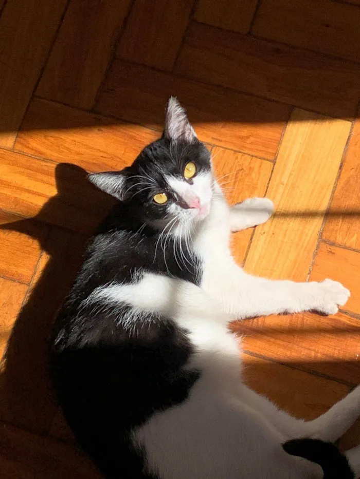 Gato ra a SRD-ViraLata idade 1 ano nome Julinha