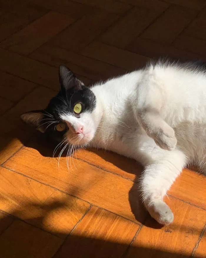 Gato ra a SRD-ViraLata idade 1 ano nome Julinha