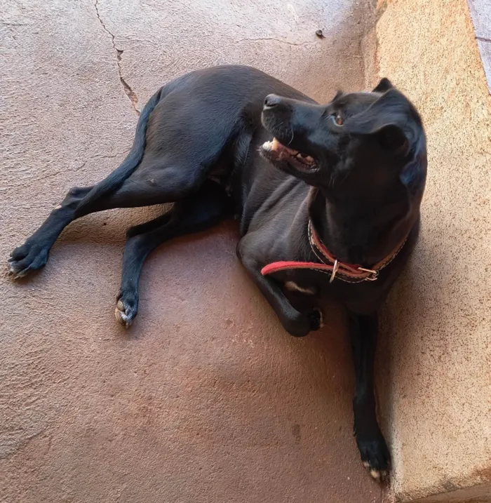 Cachorro ra a SRD-ViraLata idade 6 ou mais anos nome Mel