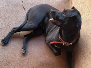 Cachorro raça SRD-ViraLata idade 6 ou mais anos nome Mel