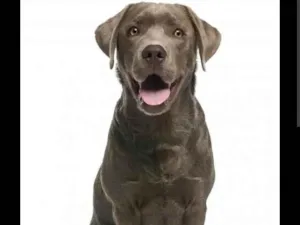 Cachorro raça SRD-ViraLata idade 7 a 11 meses nome Savio De Assis Domingos 