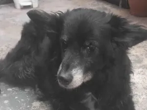 Cachorro raça SRD-ViraLata idade 6 ou mais anos nome Nego