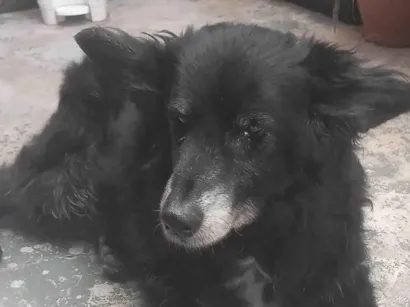 Cachorro raça SRD-ViraLata idade 6 ou mais anos nome Nego