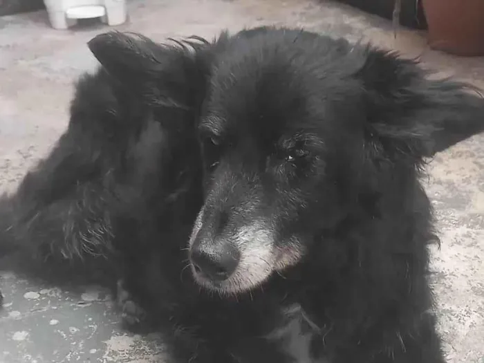 Cachorro ra a SRD-ViraLata idade 6 ou mais anos nome Nego