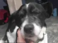 Xuxa