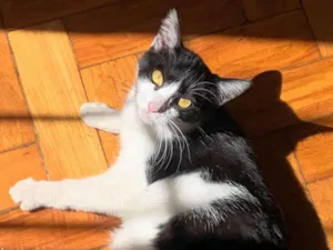 Gato raça SRD-ViraLata idade 1 ano nome Julinha
