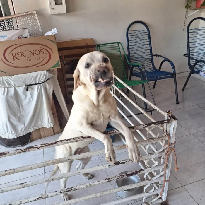 Cachorro ra a Labrador idade 5 anos nome Nala