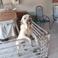 Nala